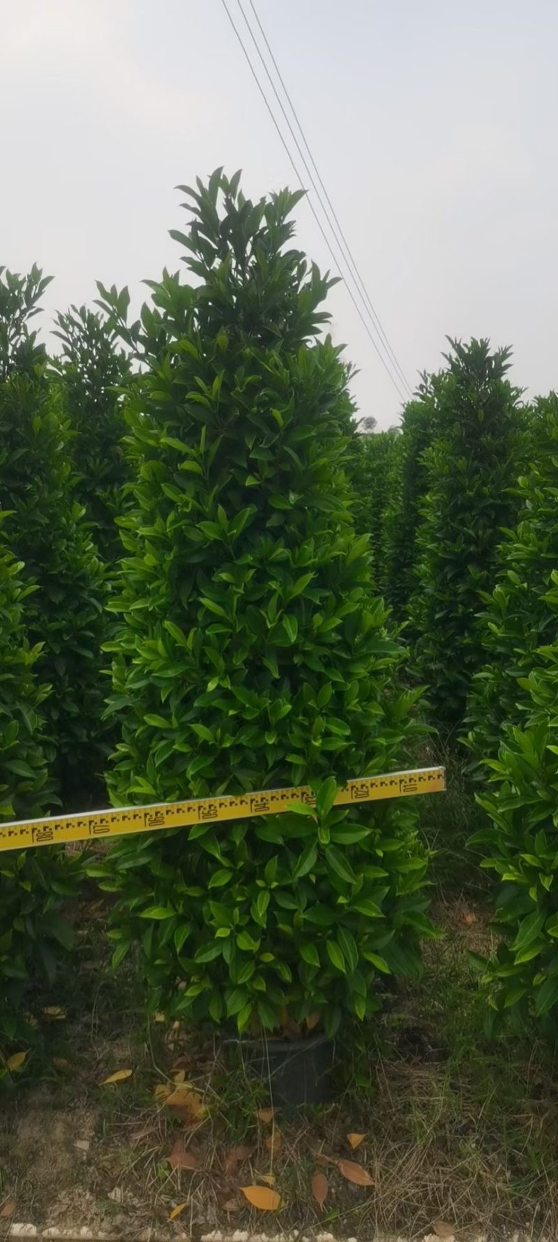 非洲茉莉