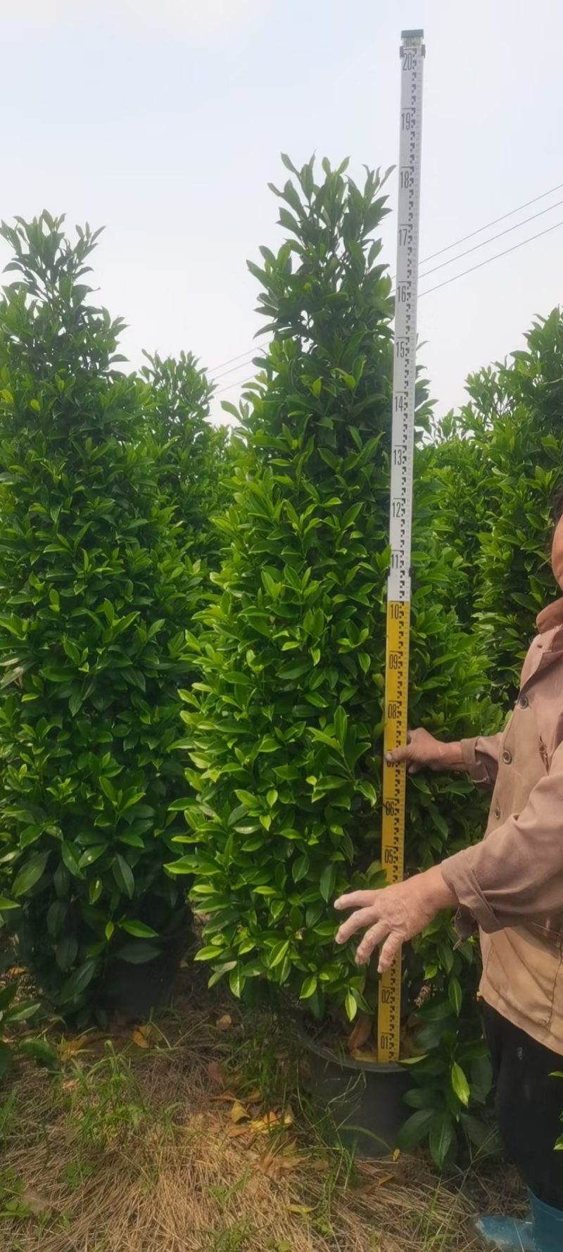 非洲茉莉