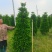 非洲茉莉