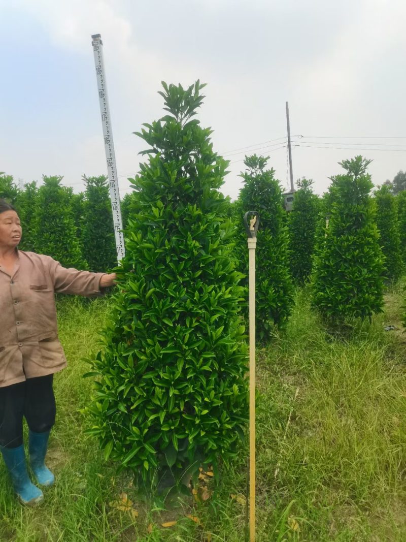 非洲茉莉