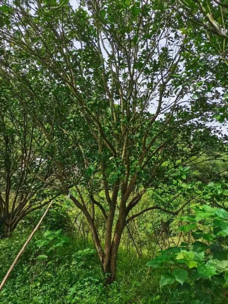 基地直销各规格精品香泡，量大从优