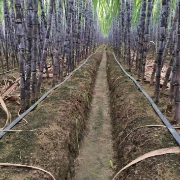【甘蔗】精品广西黑皮甘蔗大量上市可去尾数量不多欢迎采购