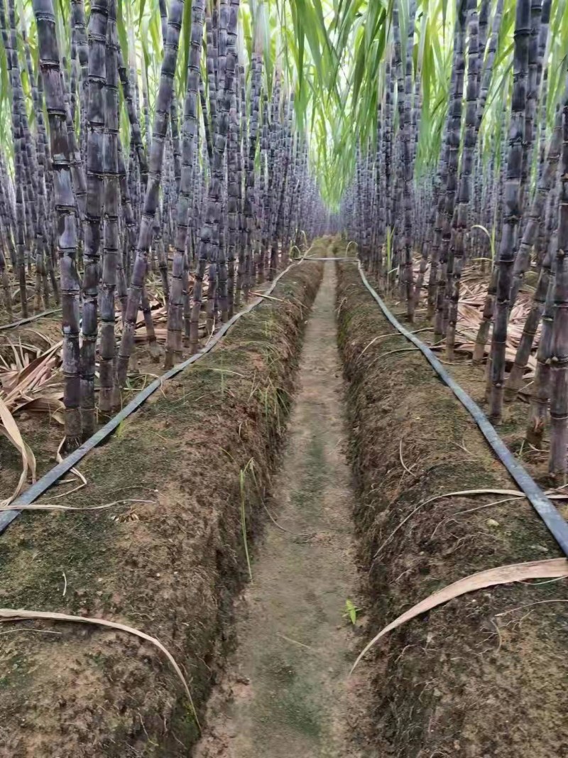 【甘蔗】精品广西黑皮甘蔗大量上市可去尾数量不多欢迎采购