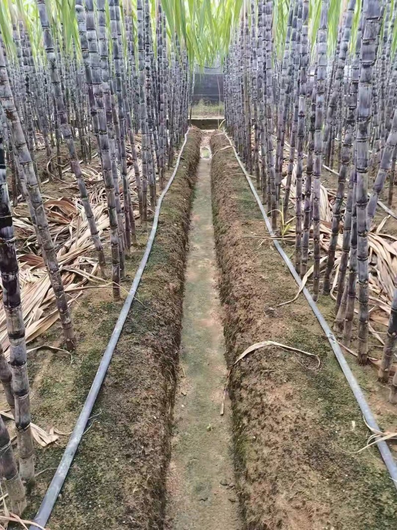 【甘蔗】精品广西黑皮甘蔗大量上市可去尾数量不多欢迎采购
