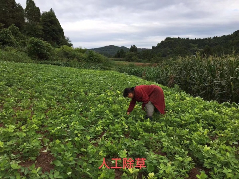 四川金华镇2021新鲜农家自种粉皮带壳花生