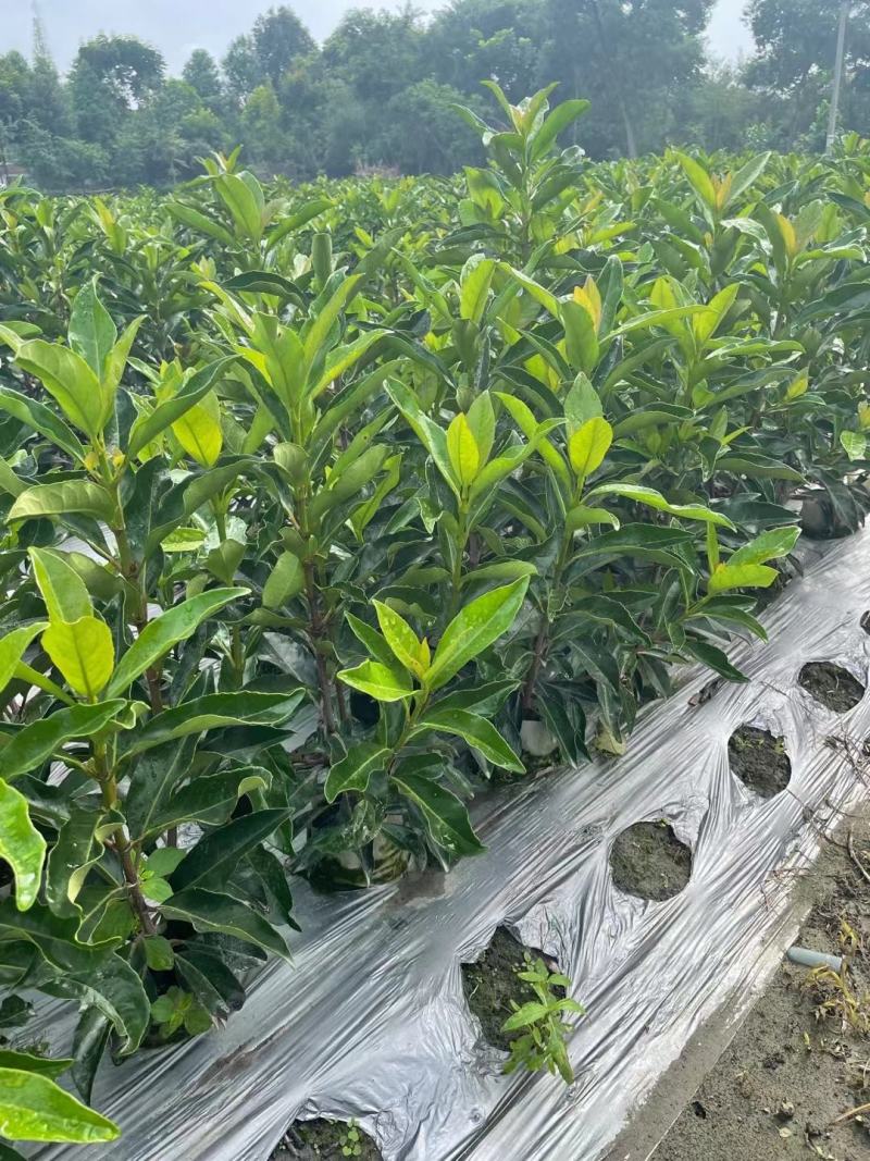 法国冬青各规格齐全量大从优物美价廉欢迎选购