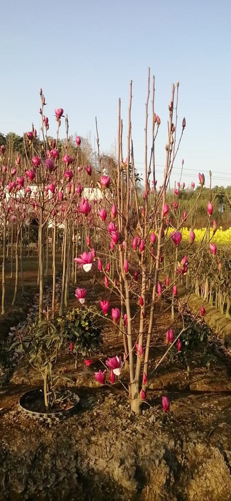 四川成都温江红花玉兰条子，规格齐全，基地货欢迎选购