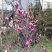 四川成都温江红花玉兰条子，规格齐全，基地货欢迎选购