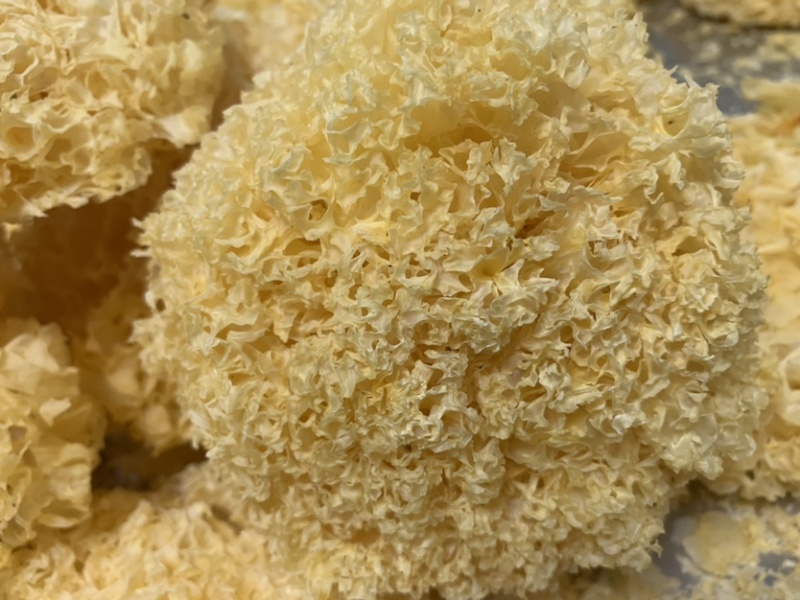 [南阳][不二菇]产地直供100g特级银耳干货/量大从优