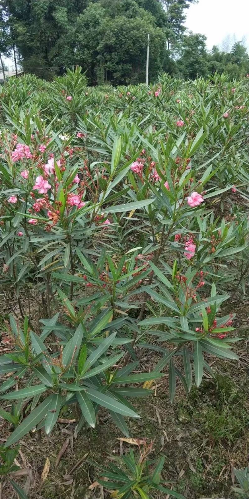 夹竹桃各规格齐全量大从优物美价廉欢迎选购