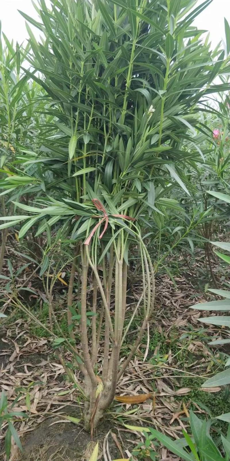夹竹桃各规格齐全量大从优物美价廉欢迎选购