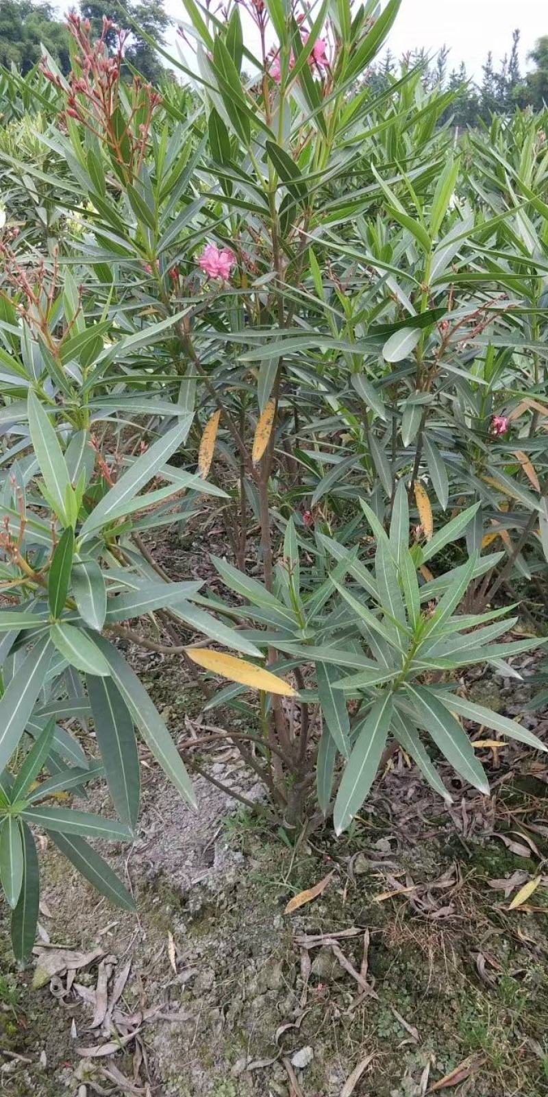 夹竹桃各规格齐全量大从优物美价廉欢迎选购