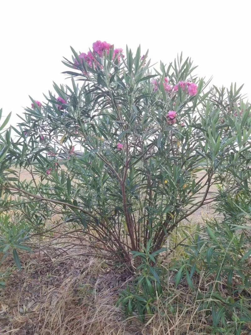 夹竹桃各规格齐全量大从优物美价廉欢迎选购