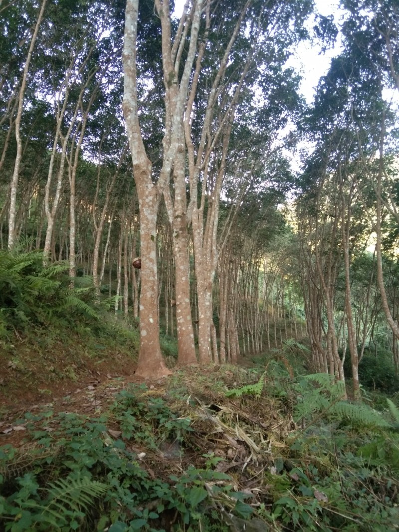 橡胶木材