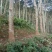 橡胶木材