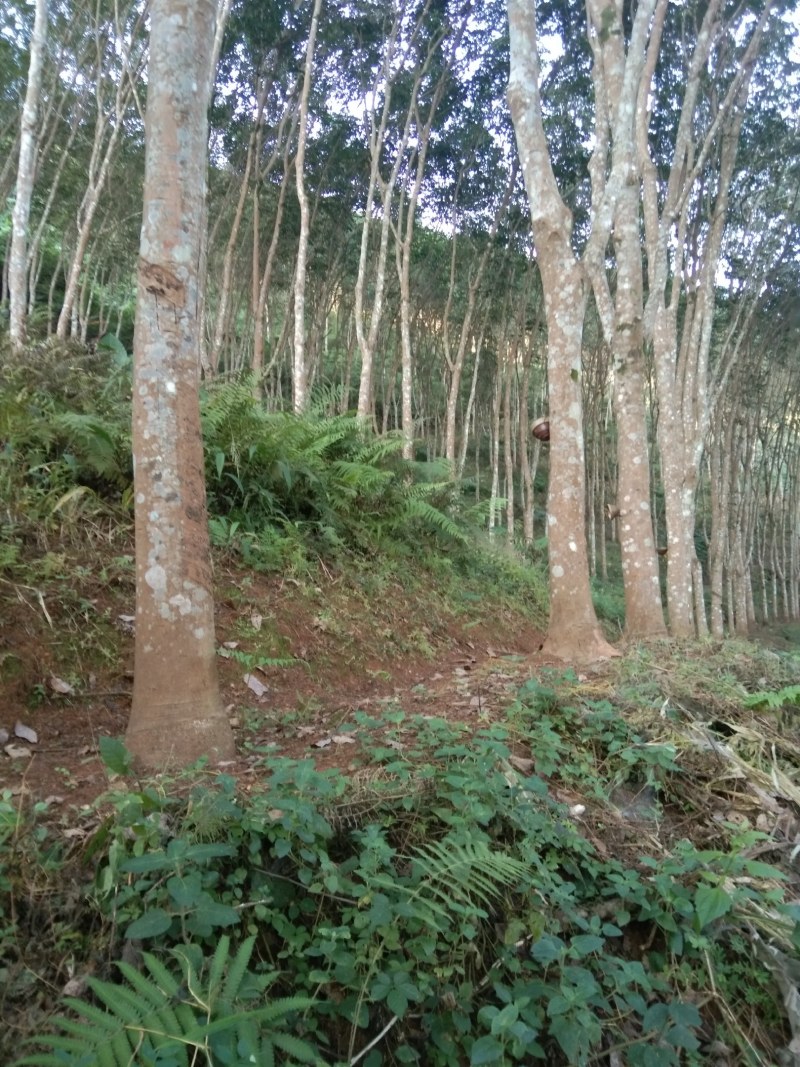 橡胶木材