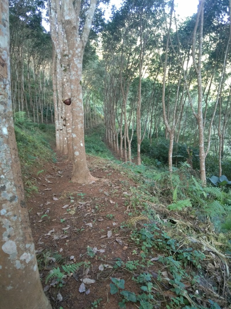橡胶木材