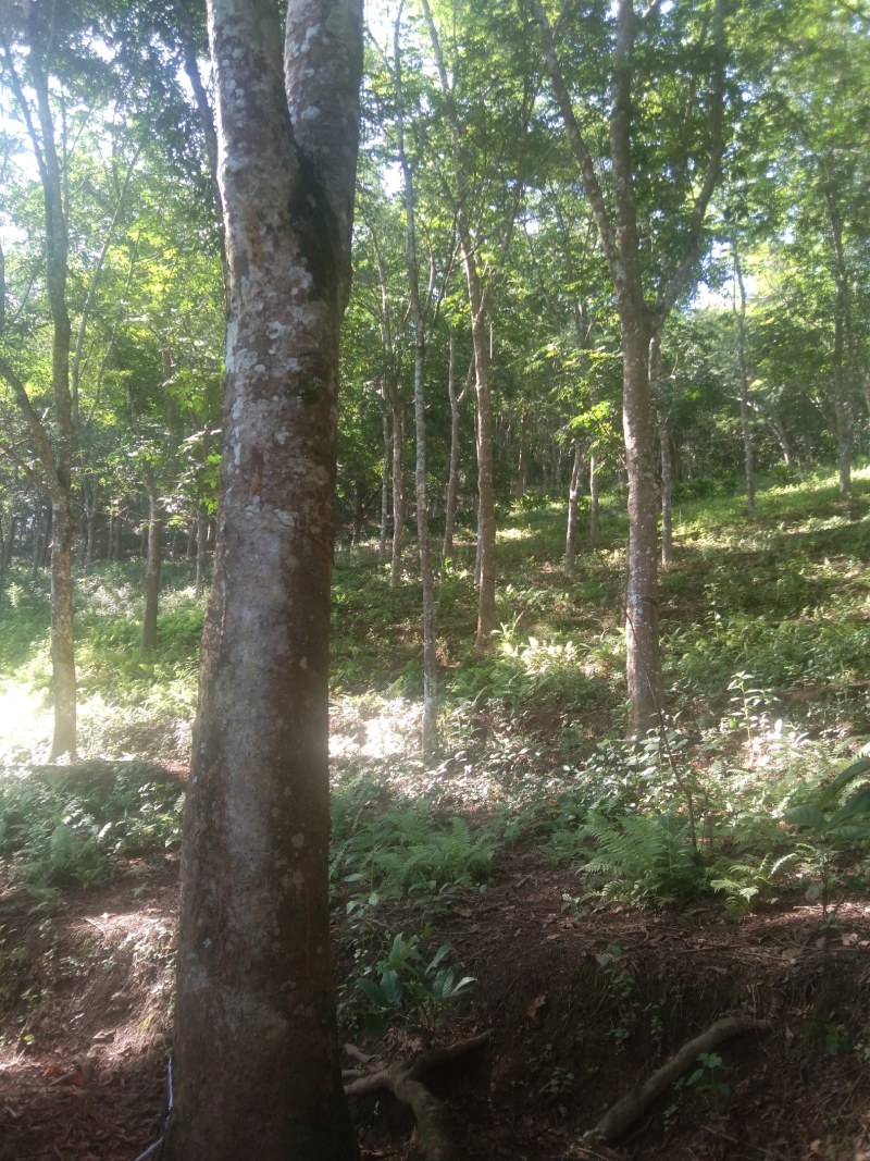 橡胶木材
