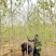 3到7公分银杏树苗苗圃现挖新苗苗圃现挖，可土球