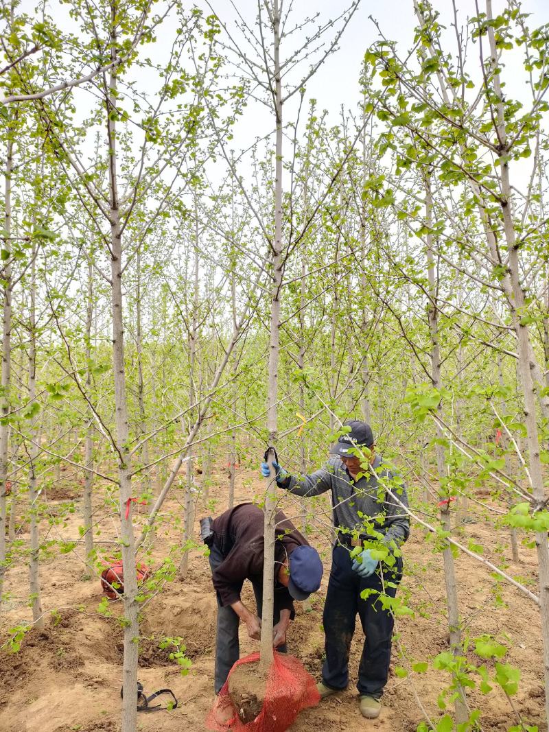 3到7公分银杏树苗苗圃现挖新苗苗圃现挖，可土球