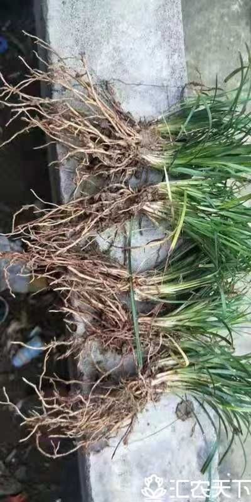 襄阳洪坤苗木麦冬草基地常年大量特价批发中