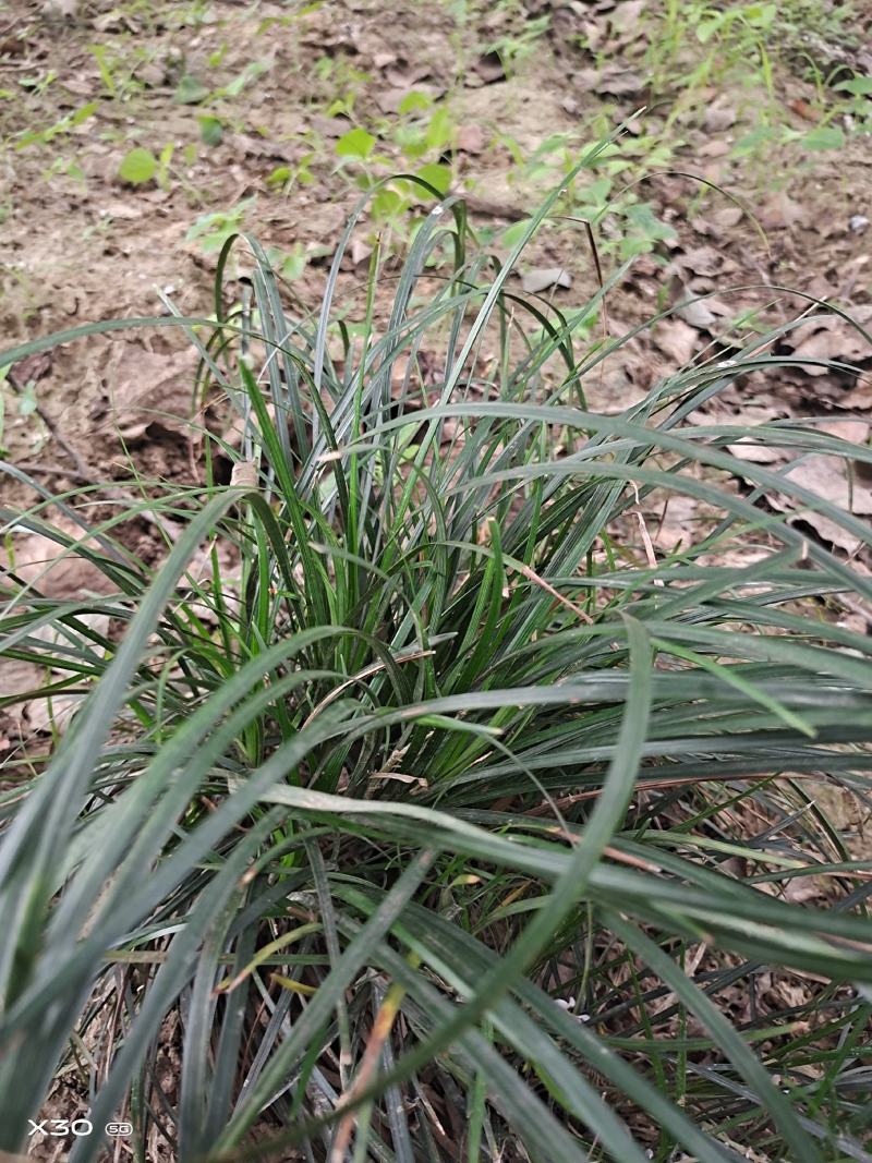 襄阳洪坤苗木麦冬草基地常年大量特价批发中