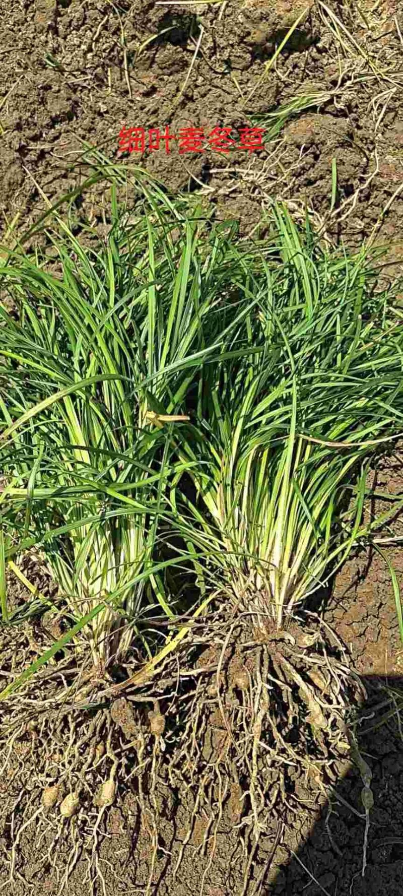 襄阳洪坤苗木麦冬草基地常年大量特价批发中