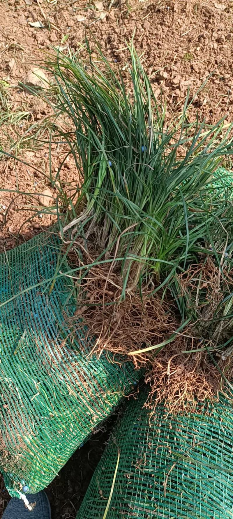 襄阳洪坤苗木麦冬草基地常年大量特价批发中