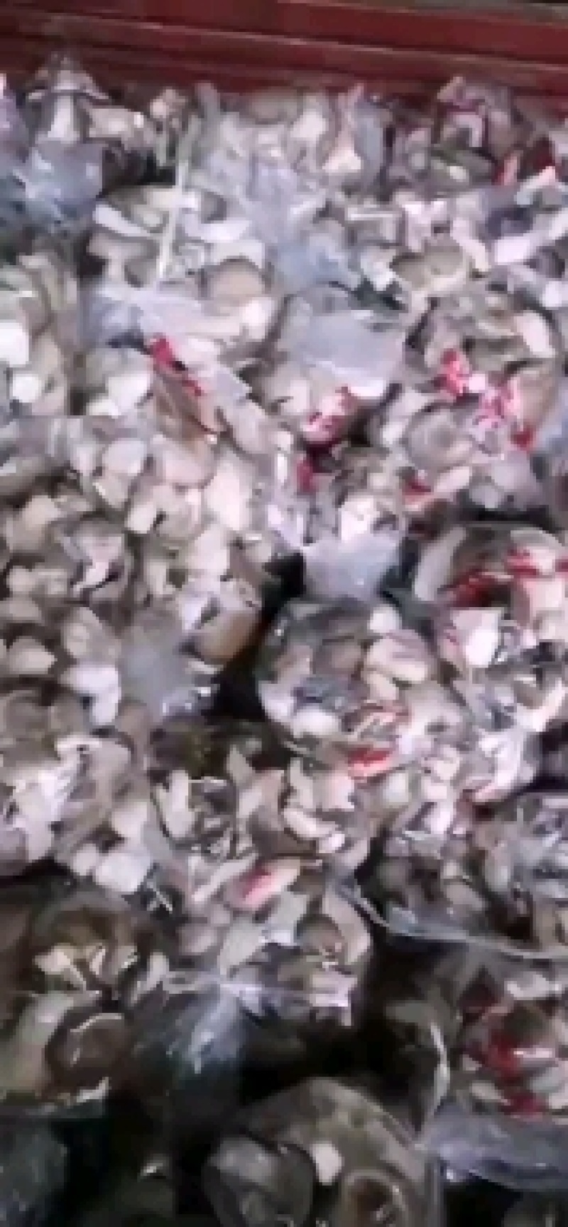 秀珍菇