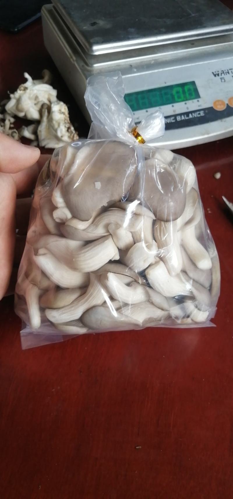 秀珍菇