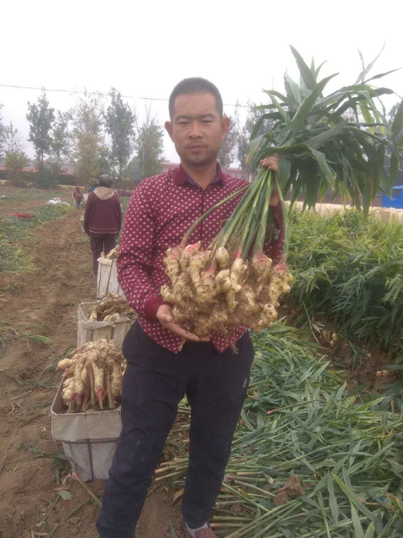 大姜