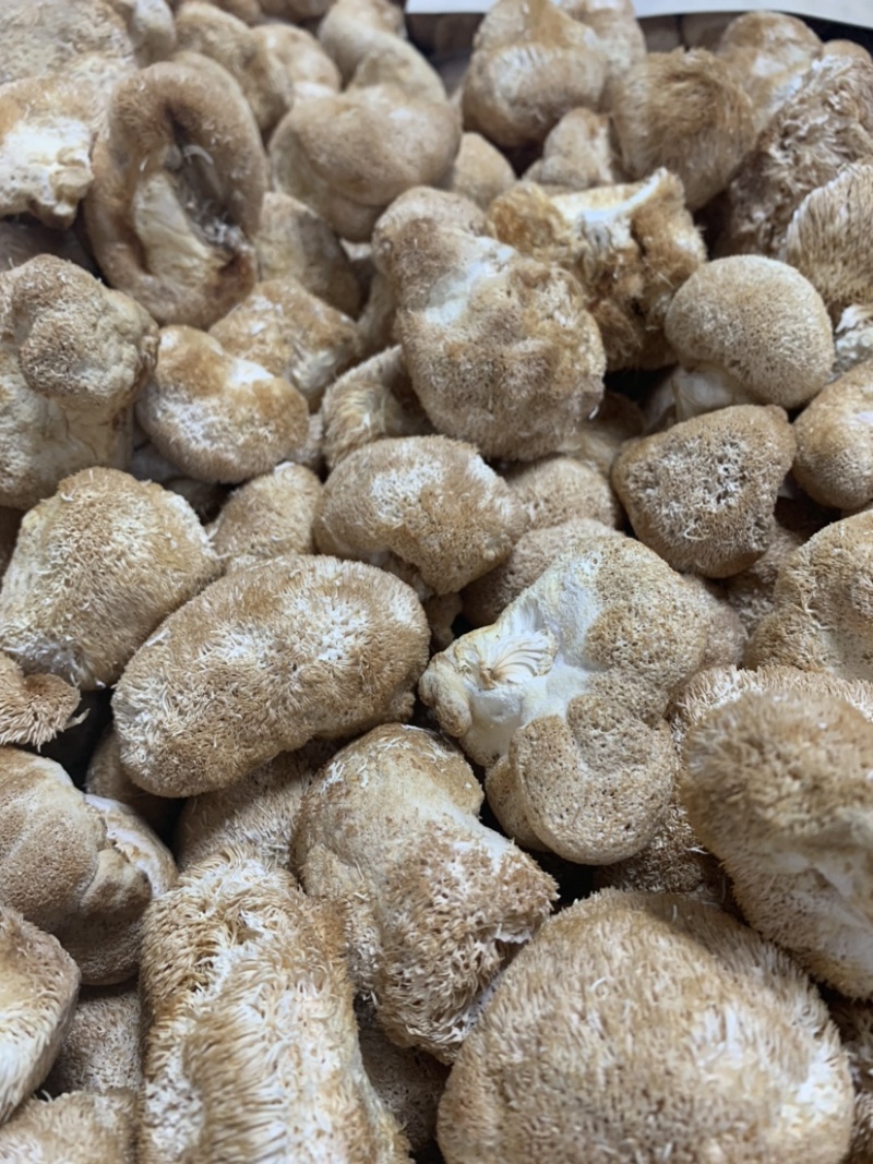 [南阳][不二菇]产地直供100g特级猴头菇干货