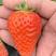 红颜草莓苗苗子壮实根系发达脱毒育苗包品种包活