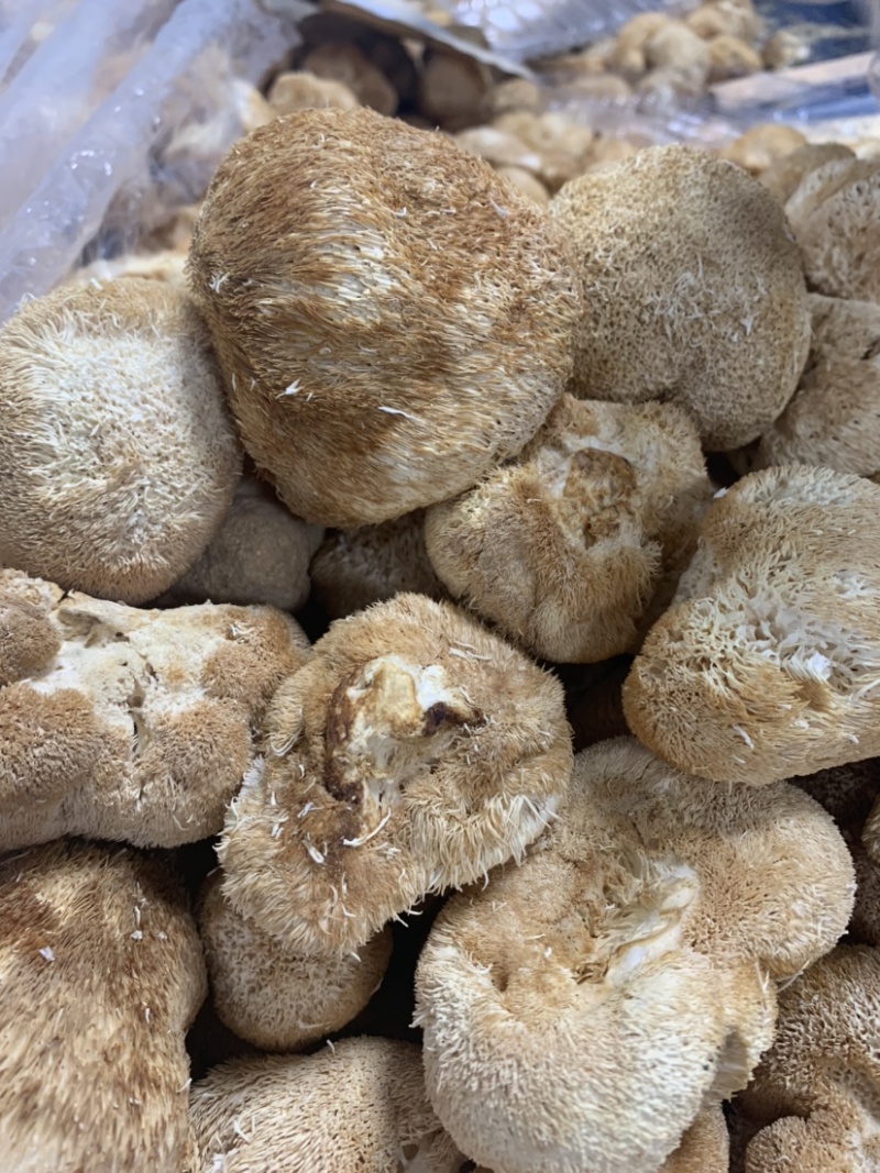 [南阳][不二菇]产地直供100g特级猴头菇干货