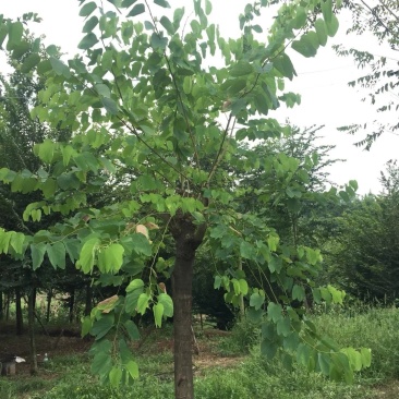 羊蹄甲自家基地直销各规格齐全量大从优欢迎选购
