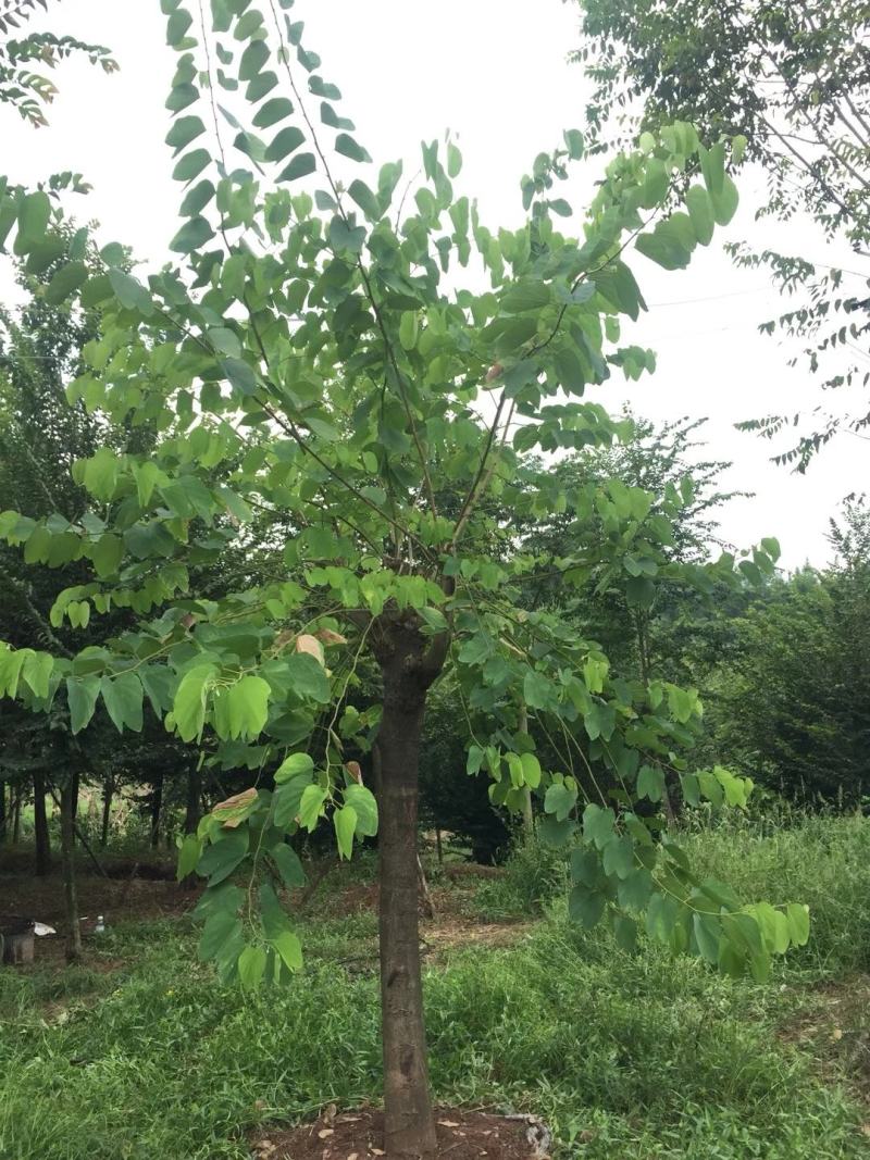 羊蹄甲自家基地直销各规格齐全量大从优欢迎选购