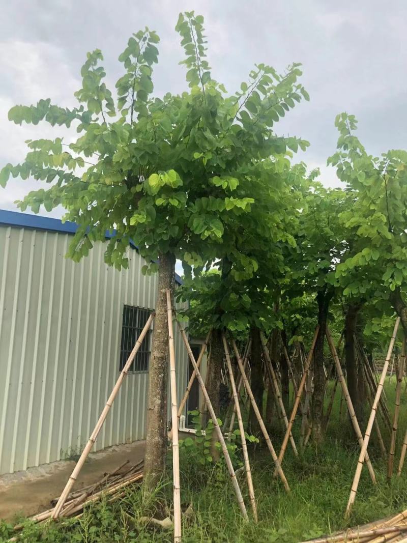 羊蹄甲自家基地直销各规格齐全量大从优欢迎选购