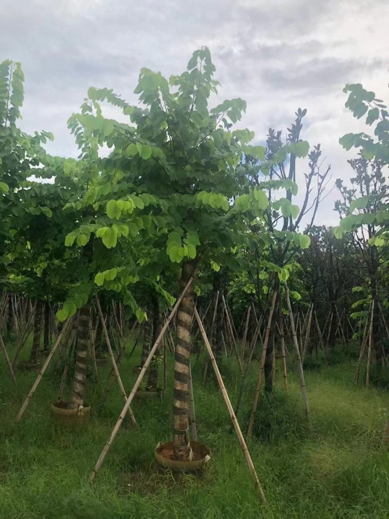 羊蹄甲自家基地直销各规格齐全量大从优欢迎选购