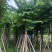 羊蹄甲自家基地直销各规格齐全量大从优欢迎选购