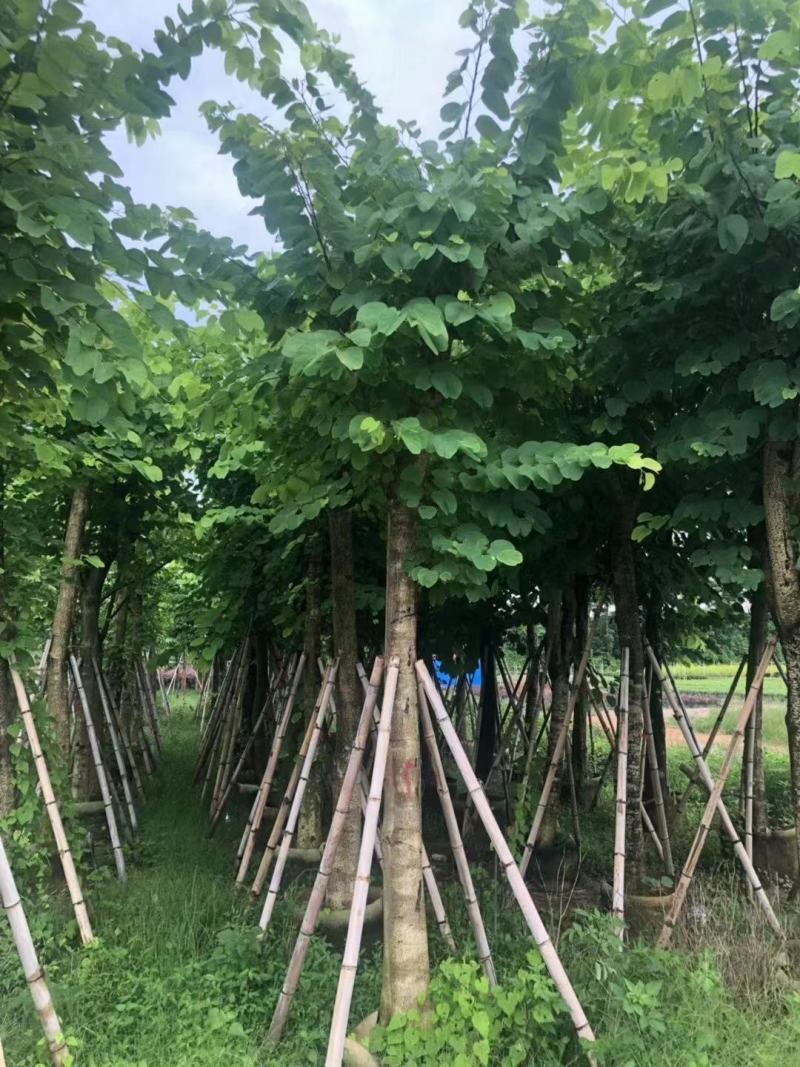 羊蹄甲自家基地直销各规格齐全量大从优欢迎选购
