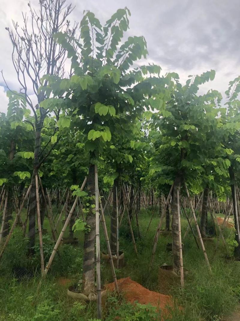 羊蹄甲自家基地直销各规格齐全量大从优欢迎选购