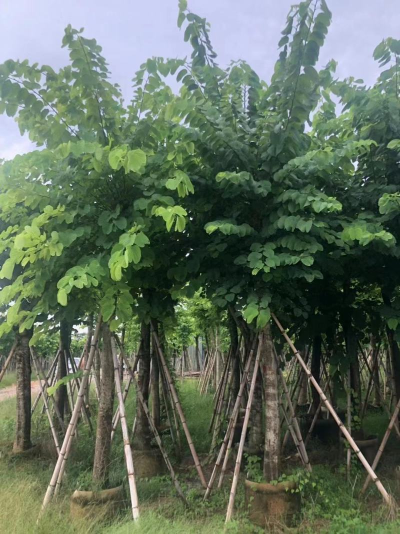 羊蹄甲自家基地直销各规格齐全量大从优欢迎选购