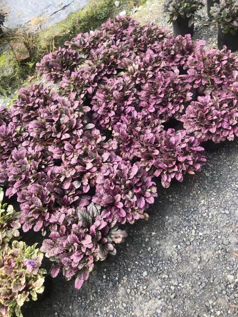 四川成都温江苗圃筋骨草，质量保证，基地货欢迎选购