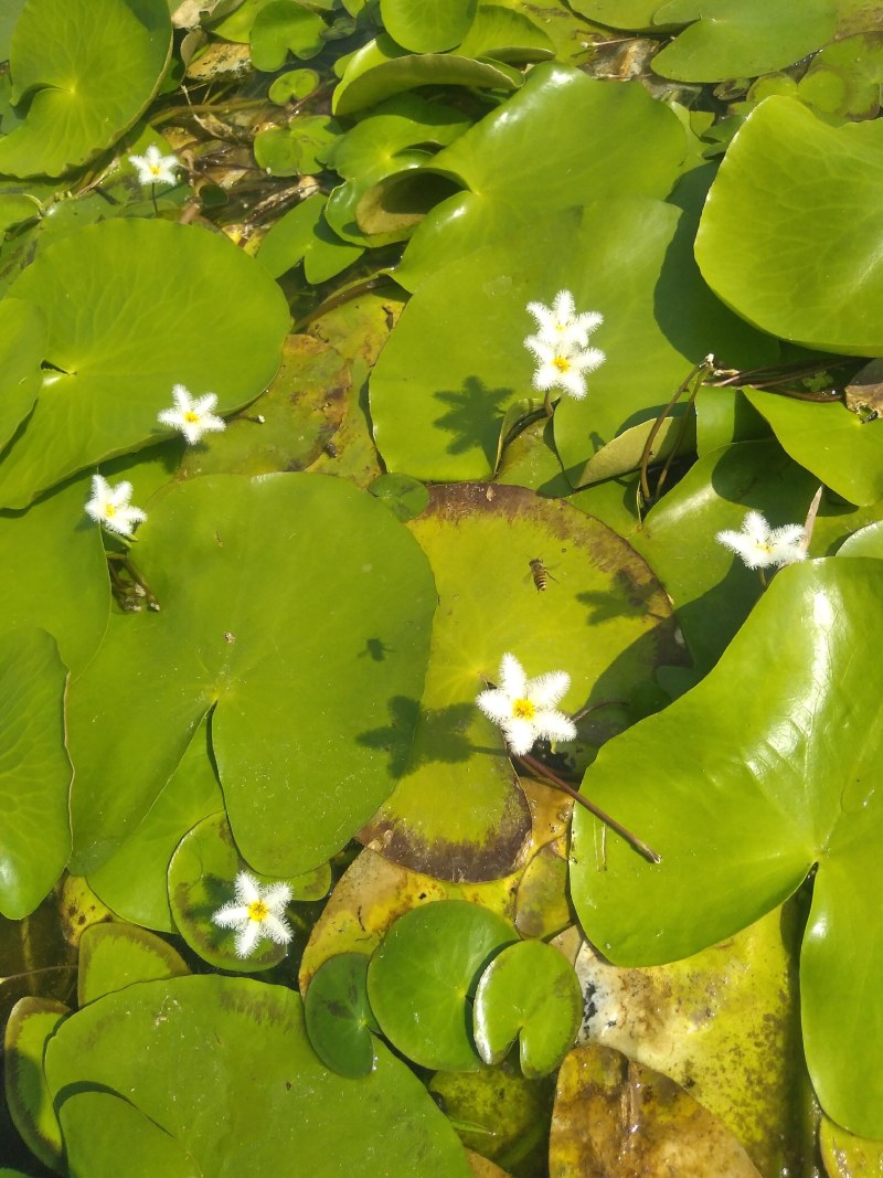 水上漂，睡莲，红色，粉色