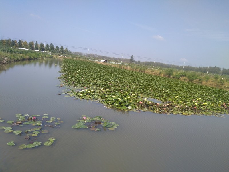 水上漂，睡莲，红色，粉色