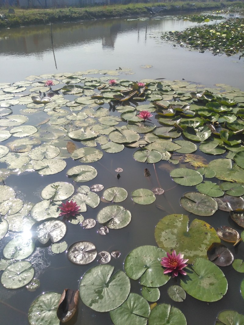 水上漂，睡莲，红色，粉色