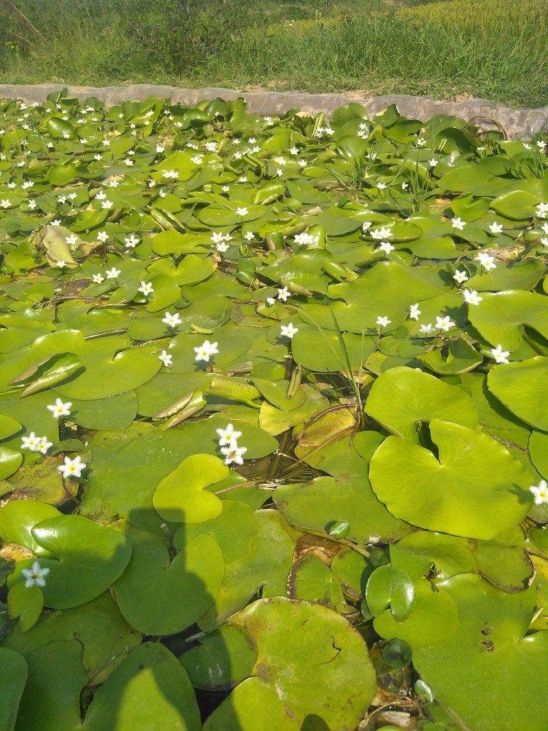 水上漂，睡莲，红色，粉色