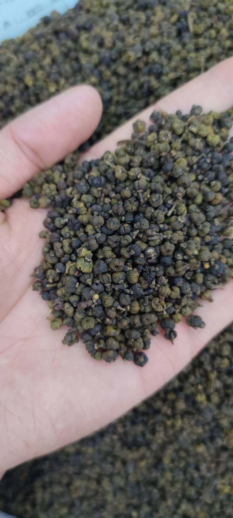 吴茱萸无添加净货批发各种中药材