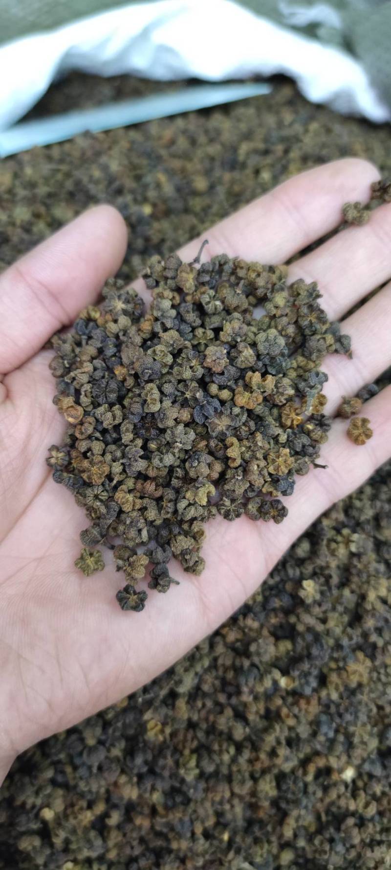 吴茱萸无添加净货批发各种中药材