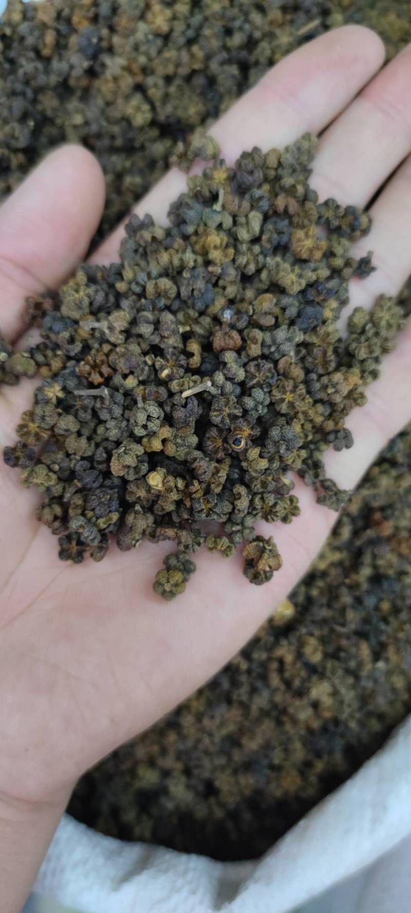 吴茱萸无添加净货批发各种中药材